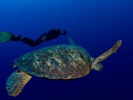 Blue Caledonia Freediving